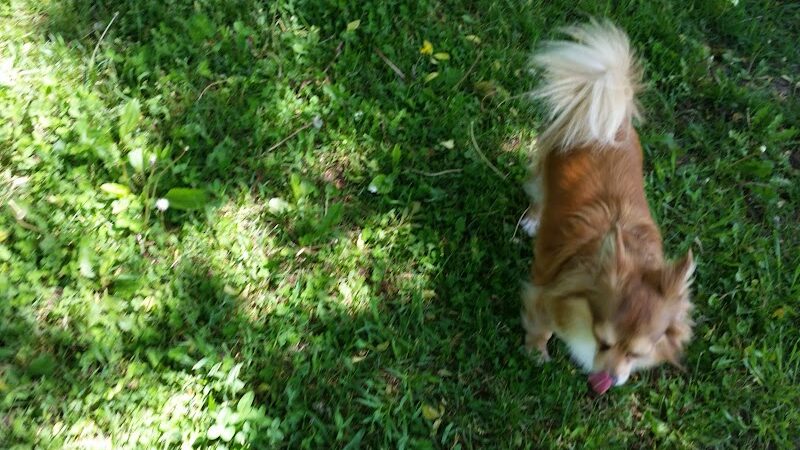 Ladysmith Leash-Free Dog Park - Ladysmith, WI