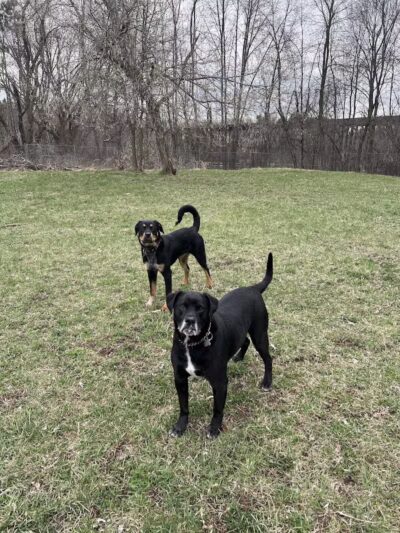 Ladysmith Leash-Free Dog Park - Ladysmith, WI