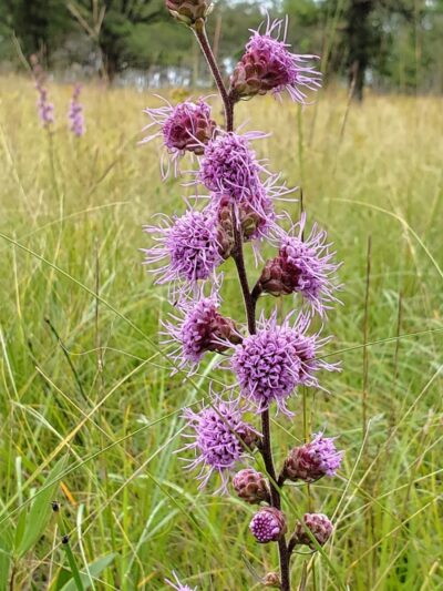 Lake Bronson State Park - Lake Bronson, MN