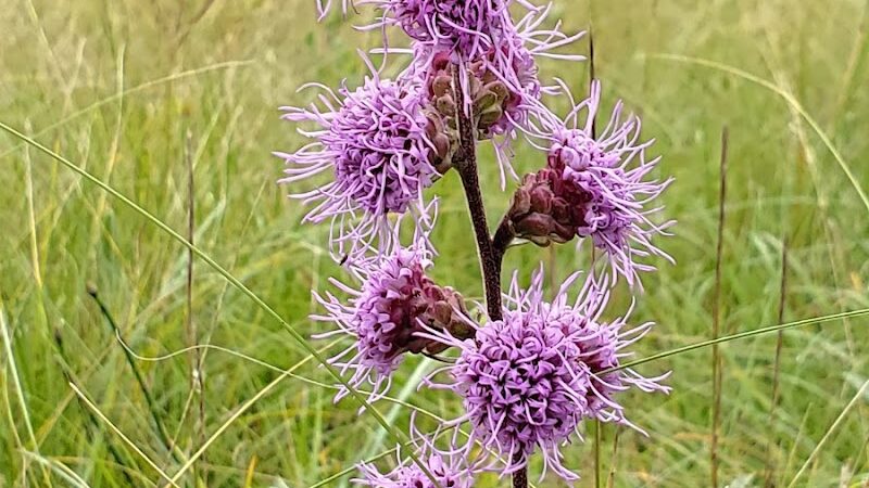Lake Bronson State Park - Lake Bronson, MN