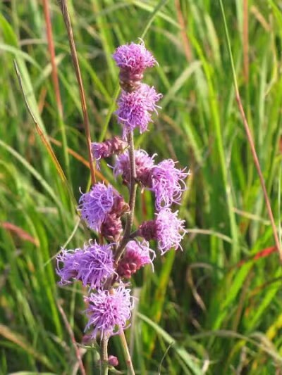 Lake Bronson State Park - Lake Bronson, MN