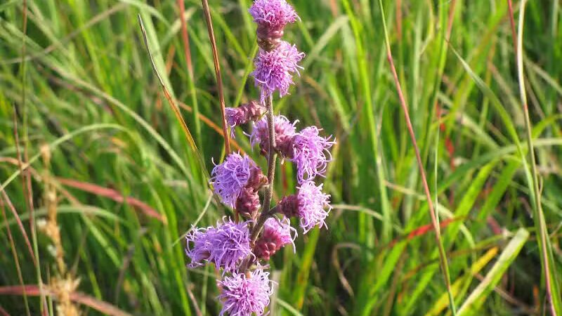 Lake Bronson State Park - Lake Bronson, MN
