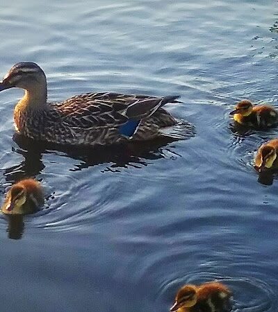 Lake City Community Park - Lake City, SC