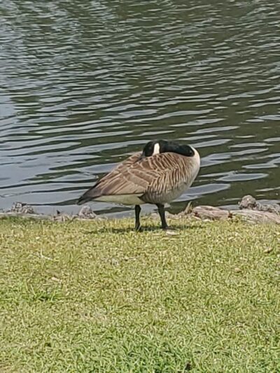 Lake City Community Park - Lake City, SC