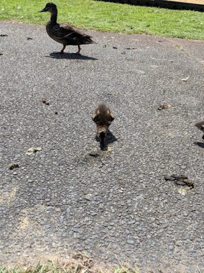 Lake City Community Park - Lake City, SC