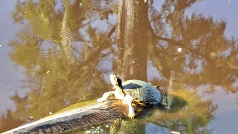 Lake City Park - Lake City, SC