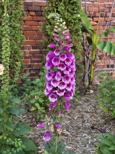 Theatre Park - Lake City, SC