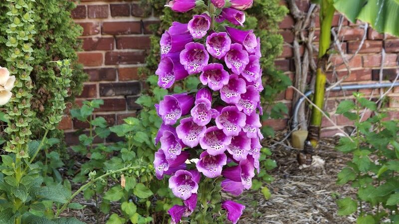 Theatre Park - Lake City, SC