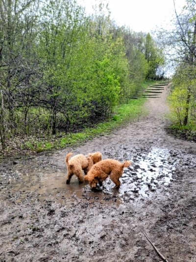 Prairie Wolf Off-Leash Dog Area - Lake Forest, IL