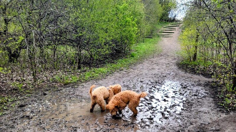 Prairie Wolf Off-Leash Dog Area - Lake Forest, IL