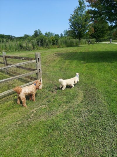 Prairie Wolf Off-Leash Dog Area - Lake Forest, IL