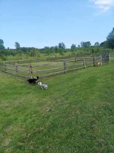 Prairie Wolf Off-Leash Dog Area - Lake Forest, IL