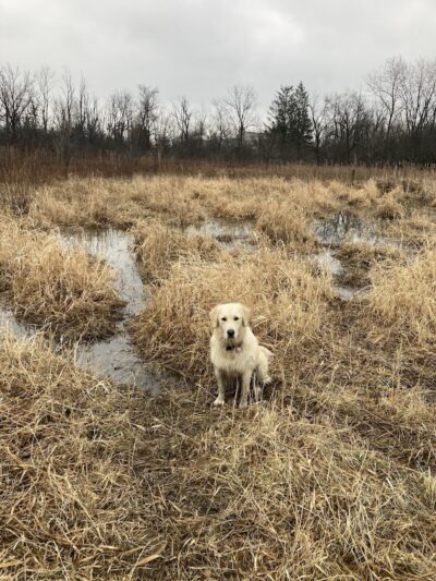Prairie Wolf Off-Leash Dog Area - Lake Forest, IL