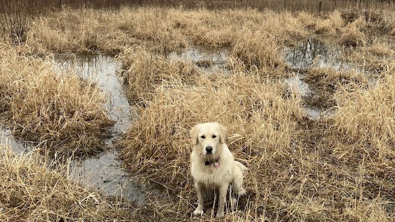Prairie Wolf Off-Leash Dog Area - Lake Forest, IL