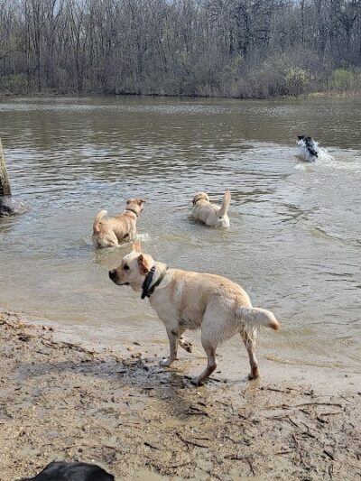 Prairie Wolf Off-Leash Dog Area - Lake Forest, IL