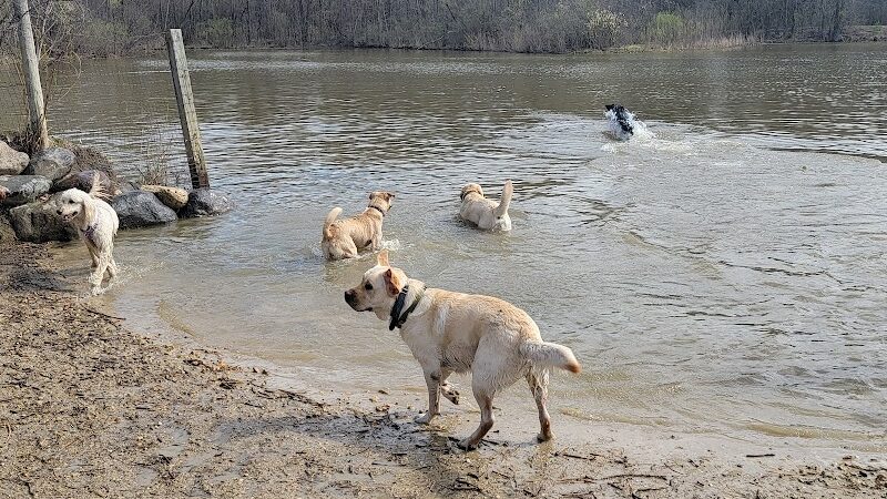 Prairie Wolf Off-Leash Dog Area - Lake Forest, IL