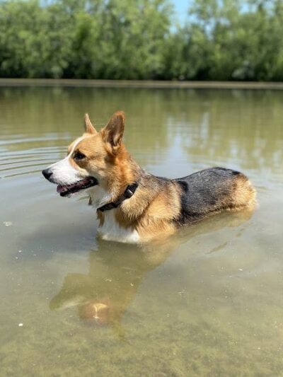 Prairie Wolf Off-Leash Dog Area - Lake Forest, IL