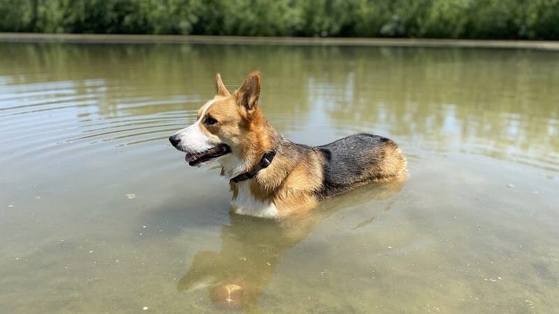 Prairie Wolf Off-Leash Dog Area - Lake Forest, IL