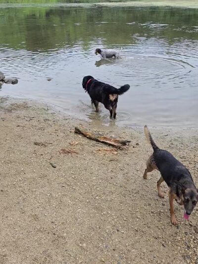 Prairie Wolf Off-Leash Dog Area - Lake Forest, IL