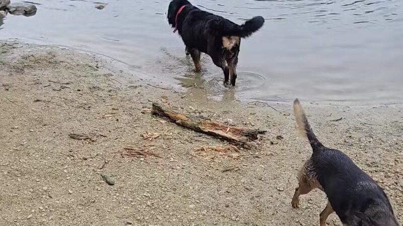 Prairie Wolf Off-Leash Dog Area - Lake Forest, IL