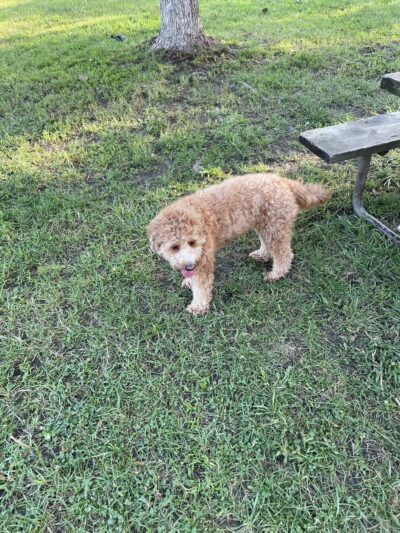 Prairie Wolf Off-Leash Dog Area - Lake Forest, IL
