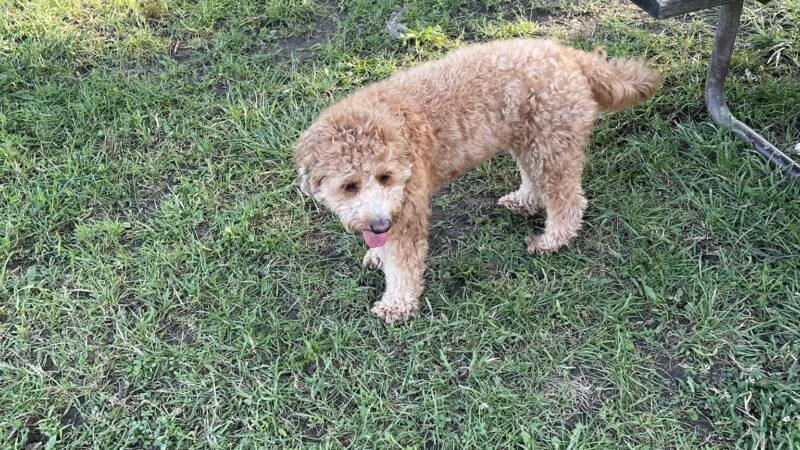Prairie Wolf Off-Leash Dog Area - Lake Forest, IL
