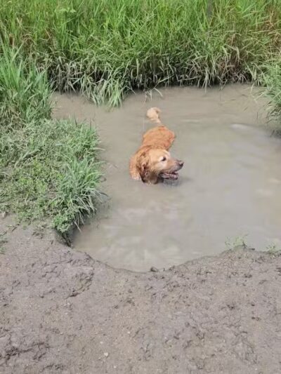 Prairie Wolf Off-Leash Dog Area - Lake Forest, IL