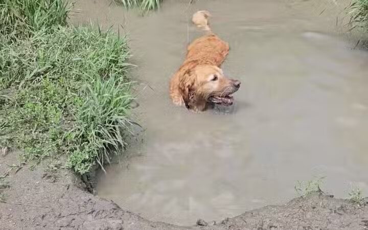 Prairie Wolf Off-Leash Dog Area - Lake Forest, IL