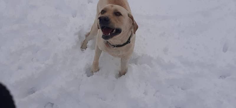 White River Dog Park - Lake Geneva, WI