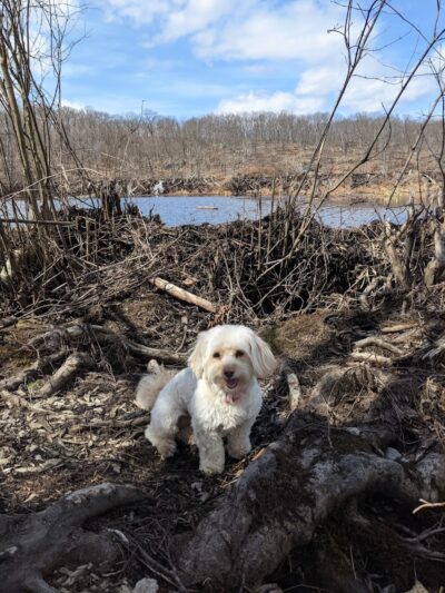 Rockaway River State Wildlife Management Area - Lake Hopatcong, NJ