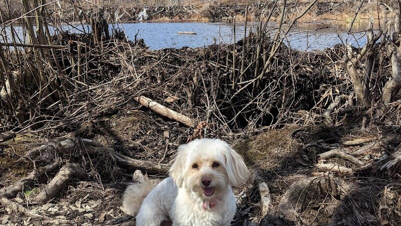 Rockaway River State Wildlife Management Area - Lake Hopatcong, NJ