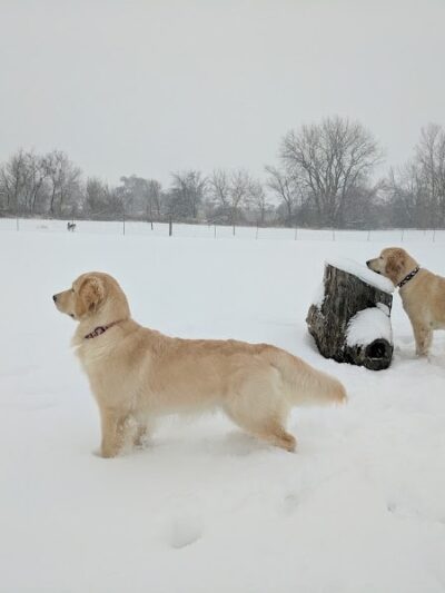 Bark Park - Lake in the Hills, IL