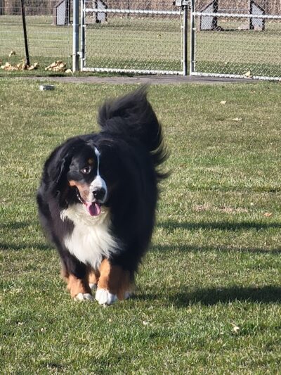 Bark Park - Lake in the Hills, IL