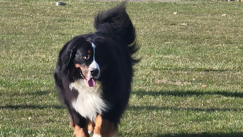 Bark Park - Lake in the Hills, IL