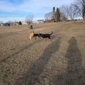 Bark Park - Lake in the Hills, IL