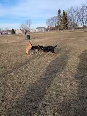 Bark Park - Lake in the Hills, IL