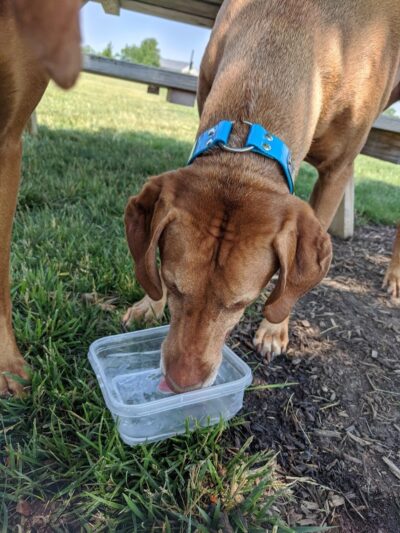 Bark Park - Lake in the Hills, IL