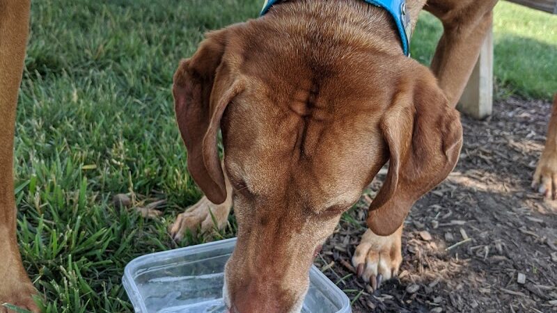 Bark Park - Lake in the Hills, IL