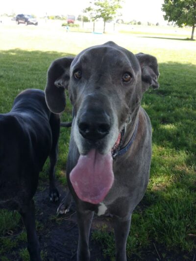 Bark Park - Lake in the Hills, IL