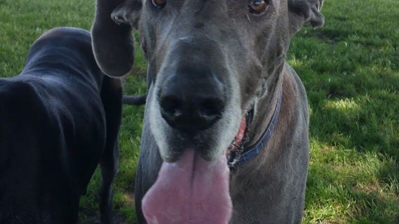 Bark Park - Lake in the Hills, IL