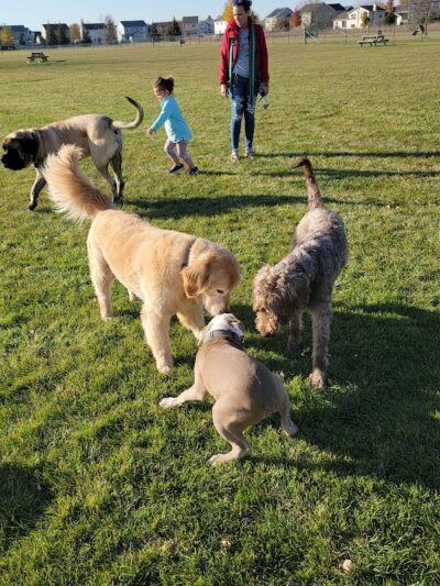 Bark Park - Lake in the Hills, IL