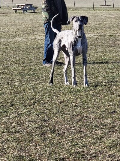 Bark Park - Lake in the Hills, IL
