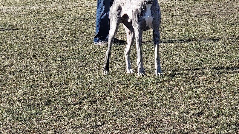 Bark Park - Lake in the Hills, IL