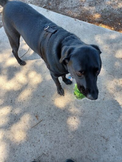 Lake Panasoffkee Dog Park - Lake Panasoffkee, FL