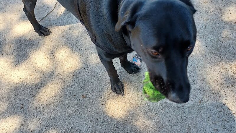 Lake Panasoffkee Dog Park - Lake Panasoffkee, FL