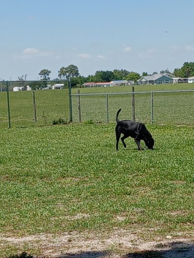 Lake Panasoffkee Dog Park - Lake Panasoffkee, FL