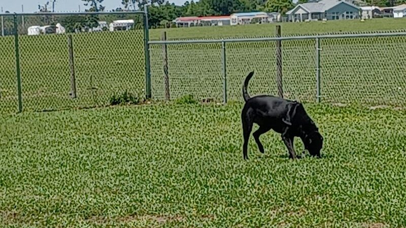 Lake Panasoffkee Dog Park - Lake Panasoffkee, FL