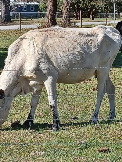 Lake Panasoffkee Dog Park - Lake Panasoffkee, FL