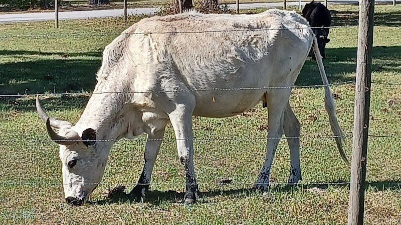 Lake Panasoffkee Dog Park - Lake Panasoffkee, FL