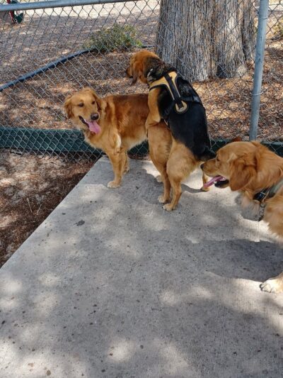 Lake Panasoffkee Dog Park - Lake Panasoffkee, FL